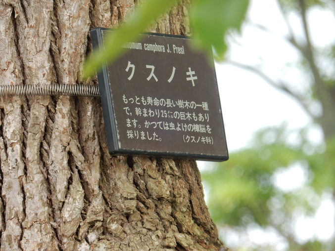 ’16,6,25(土)こんな荒梅雨の日には・・・?_f0060461_1333467.jpg