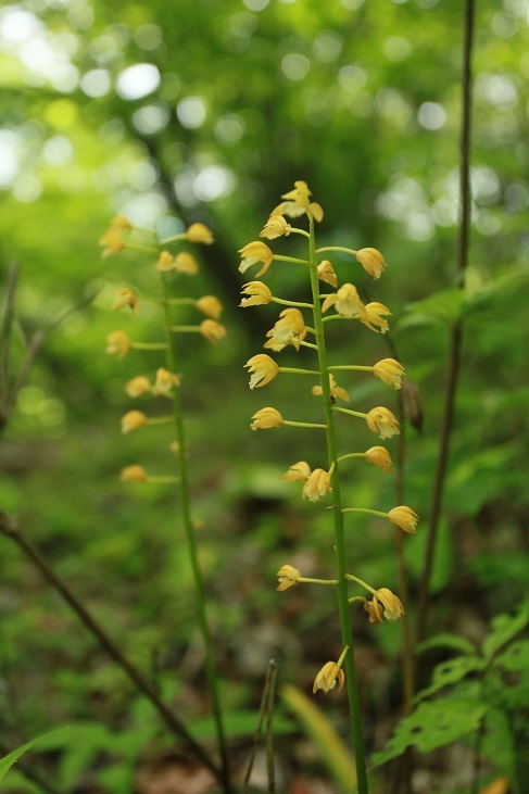 野草も端境期？_e0304170_19263495.jpg