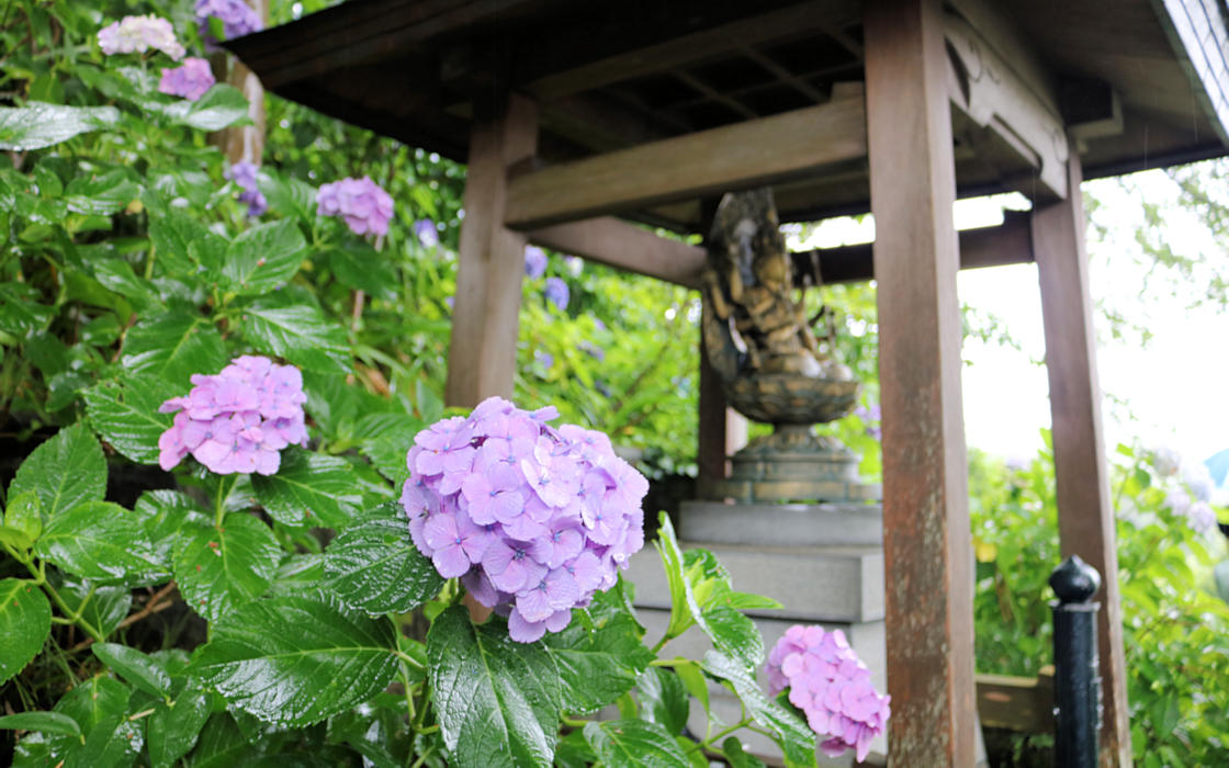 長谷寺 あじさい2016(10B)_e0182674_10555029.jpg