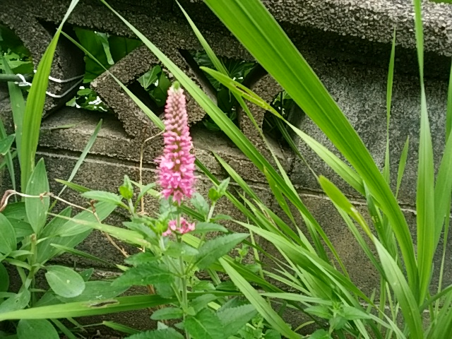f0153475_96257.jpg
