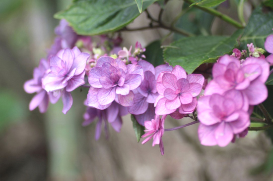 住心院の菖蒲と紫陽花_f0232876_2222451.jpg