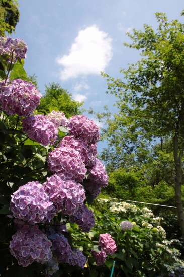 住心院の菖蒲と紫陽花_f0232876_2223538.jpg