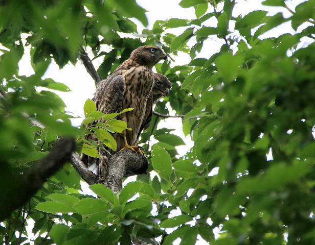 オオタカ幼鳥_b0227680_2304337.jpg