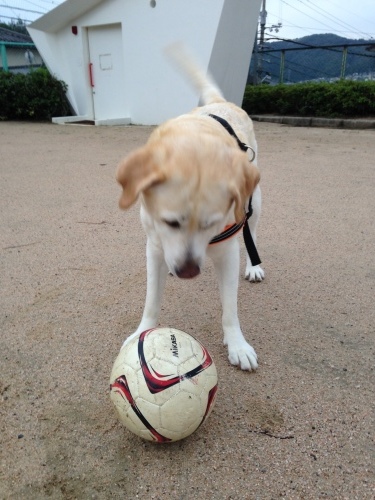 f0315081_17403331.jpeg