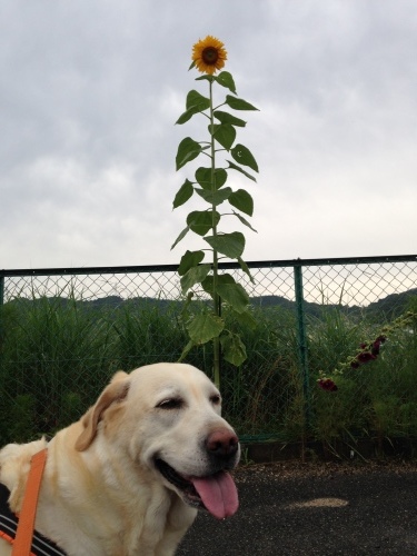 f0315081_17435415.jpeg