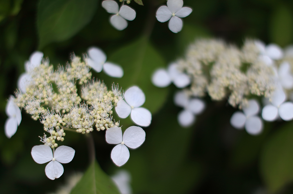 今日の花_d0234484_2153844.jpg