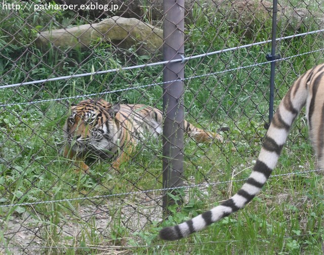 ２０１６年５月　白浜パンダ見隊２　その４（２日め）_a0052986_23243979.jpg