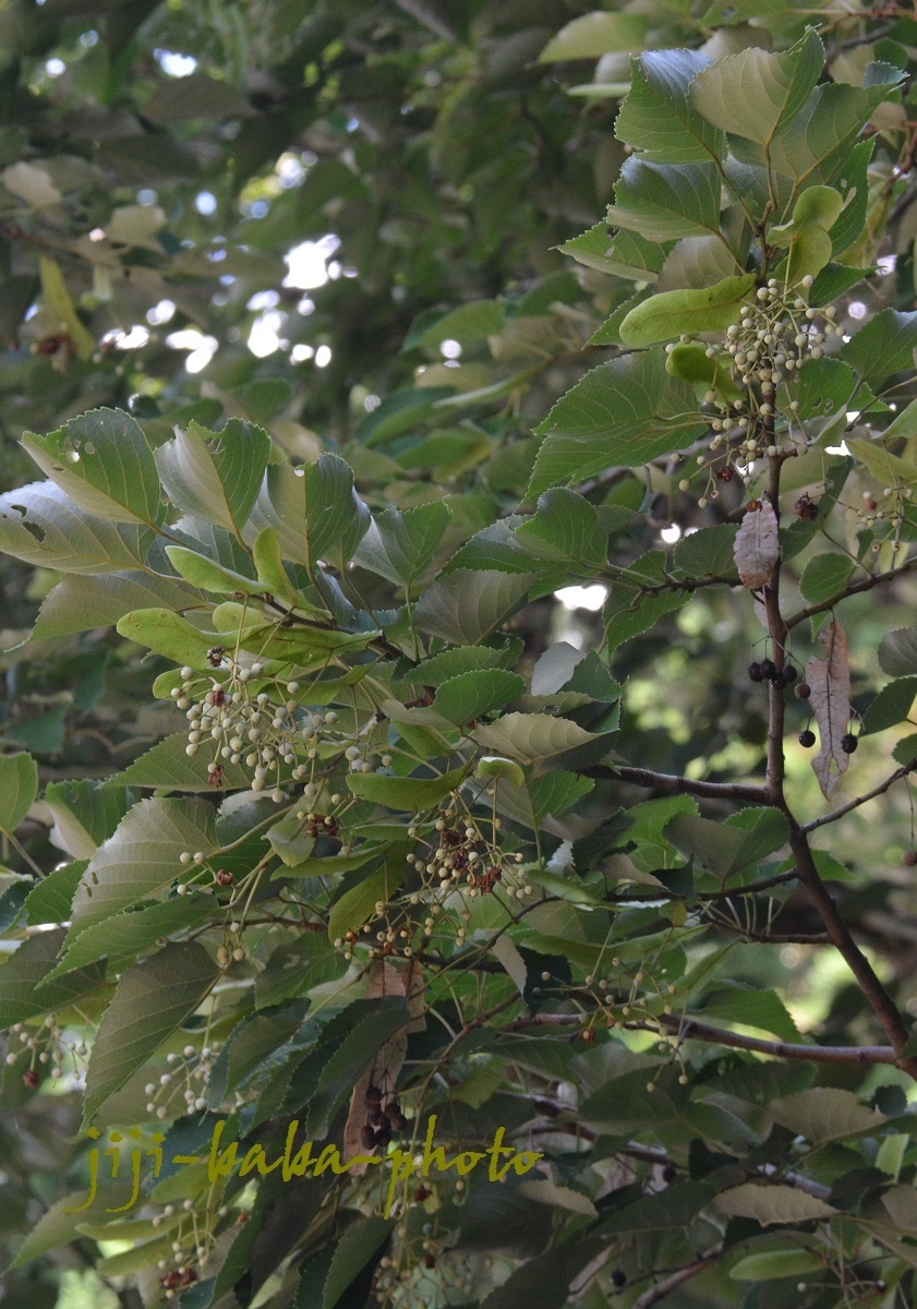 阿弥陀寺の花_d0239891_06354552.jpg