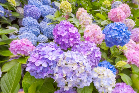 ーー釜山の、ぷーさん!との、京都、奈良、大阪、観光!のビデオ!ーー_d0060693_20493028.jpg