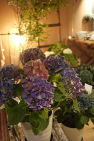 本日(6/26)最終「ハクトヤのあじさい展」Blue Bird企画_f0226293_7444156.jpg