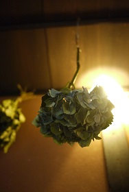 本日(6/26)最終「ハクトヤのあじさい展」Blue Bird企画_f0226293_7465655.jpg