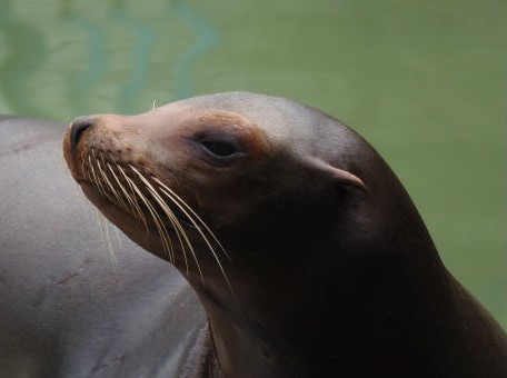 平川動物公園 ミュウ おめでとう どうぶつたちと私