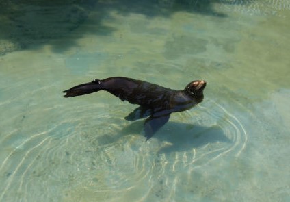 平川動物公園 ミュウ おめでとう どうぶつたちと私