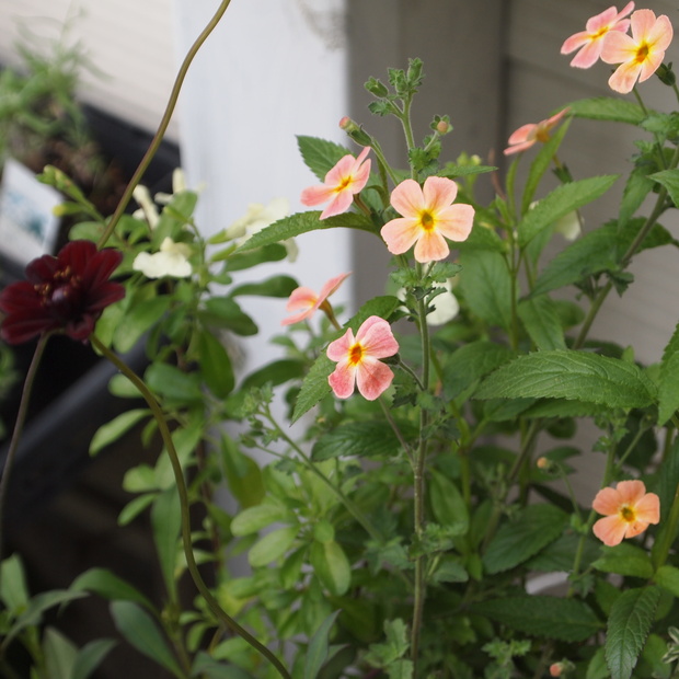 ハーブとお花の寄せ植え_a0292194_12252844.jpg