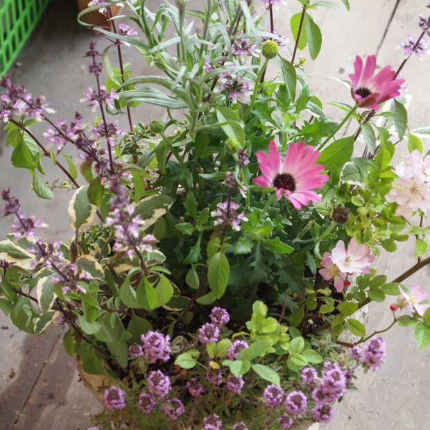 ハーブとお花の寄せ植え_a0292194_12264987.jpg