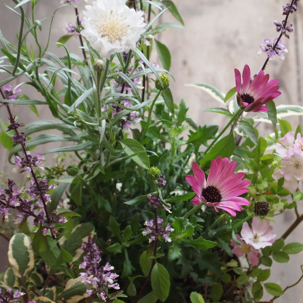 ハーブとお花の寄せ植え_a0292194_1227720.jpg