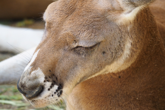 久々の動物園_b0016600_20104519.jpg