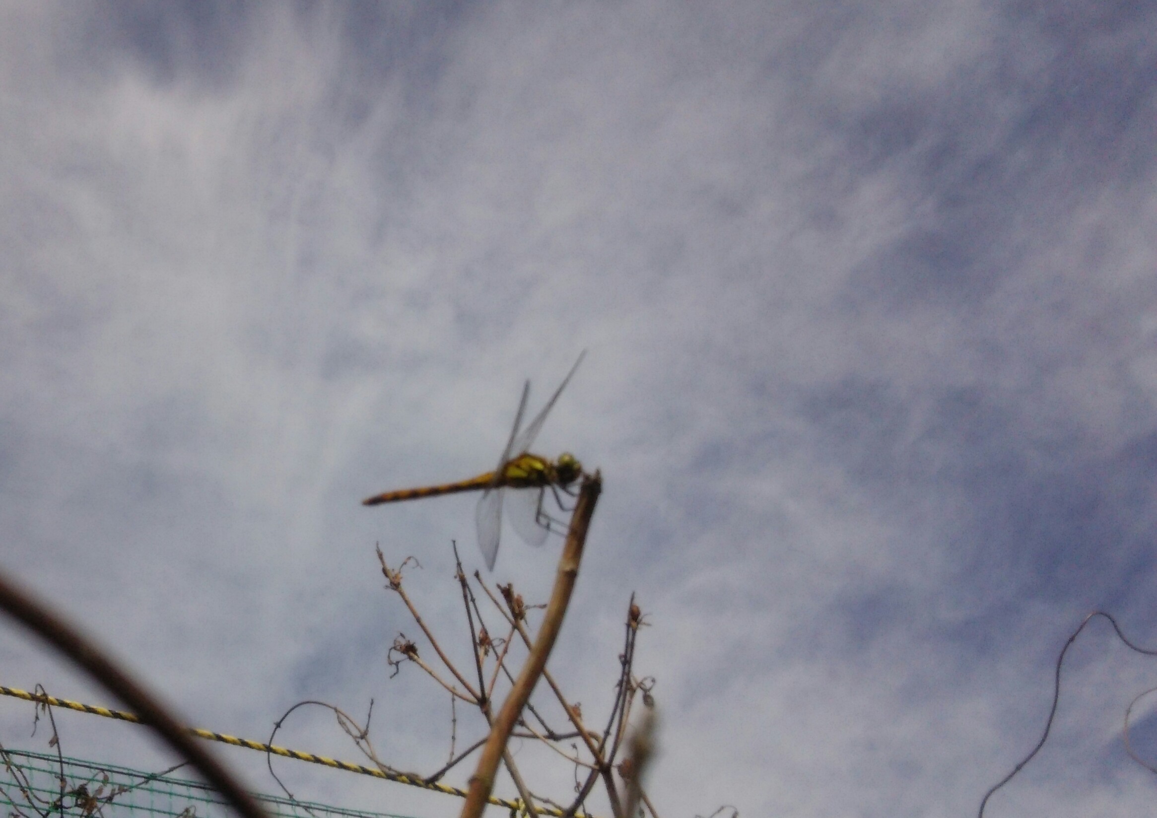 c0212604_15405092.jpg