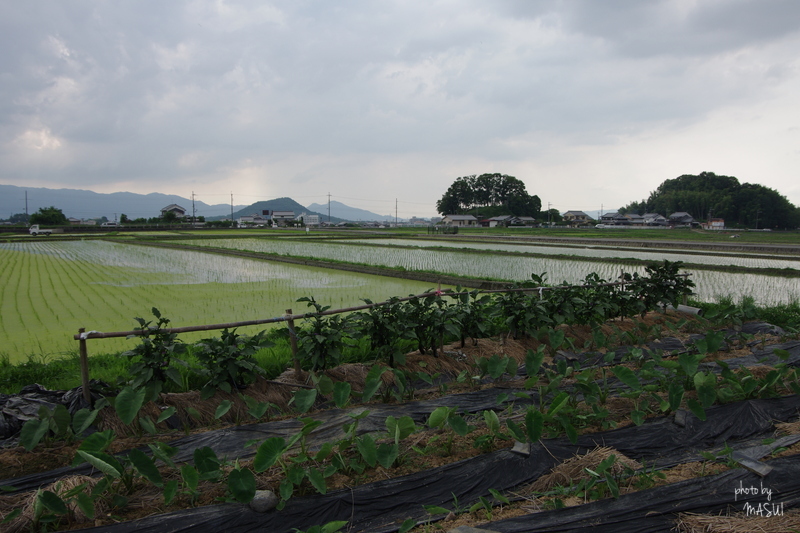 明日香　奥山　たんぼ　1/2_d0342307_07440635.jpg