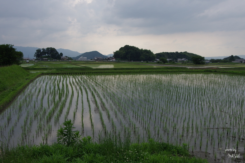 明日香　奥山　たんぼ　1/2_d0342307_07452299.jpg