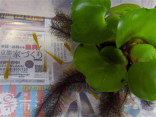 a0164011_22445843.jpg