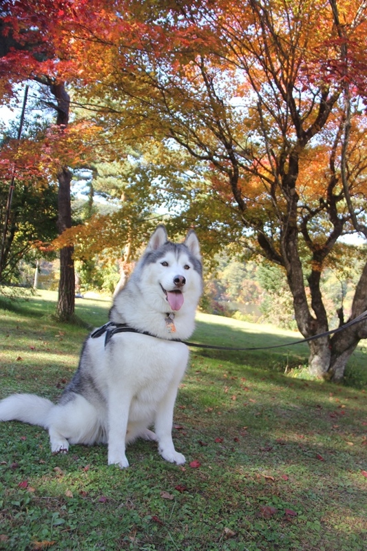 紅葉の松原湖と八千穂高原お散歩_b0207615_14563611.jpg