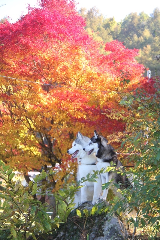 紅葉の松原湖と八千穂高原お散歩_b0207615_14565131.jpg