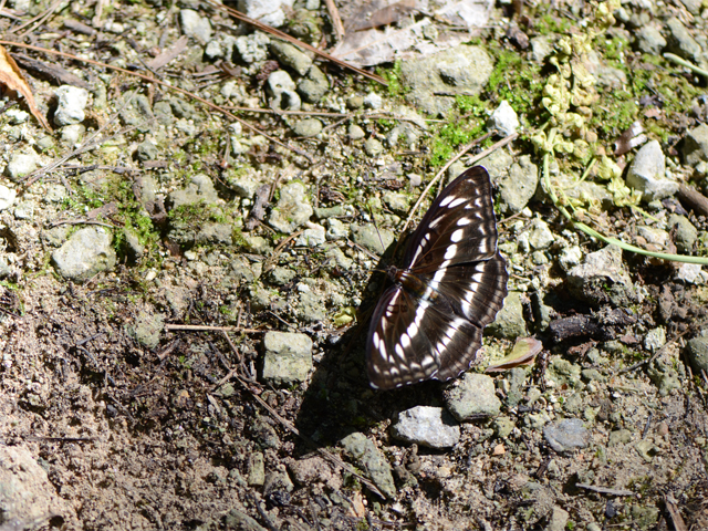 d0332816_1754982.jpg