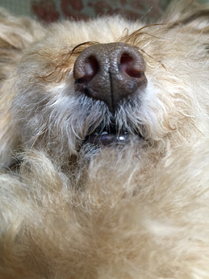 b0197418_20395377.png