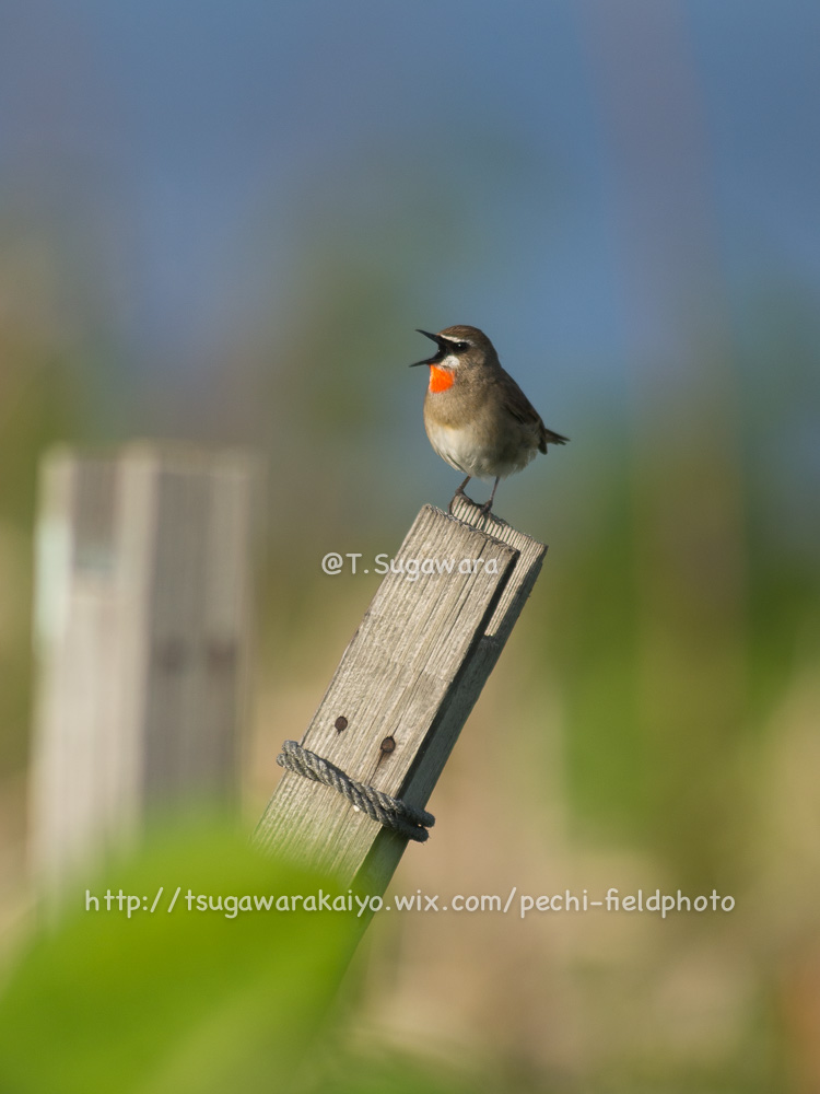 北海道ぷらぷら　その4 天売島編 -Birding in wonderful Teuri island-_c0001429_16442689.jpg