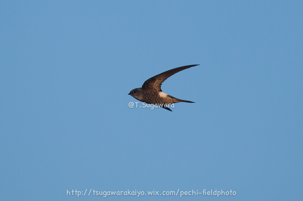 北海道ぷらぷら　その4 天売島編 -Birding in wonderful Teuri island-_c0001429_16452589.jpg