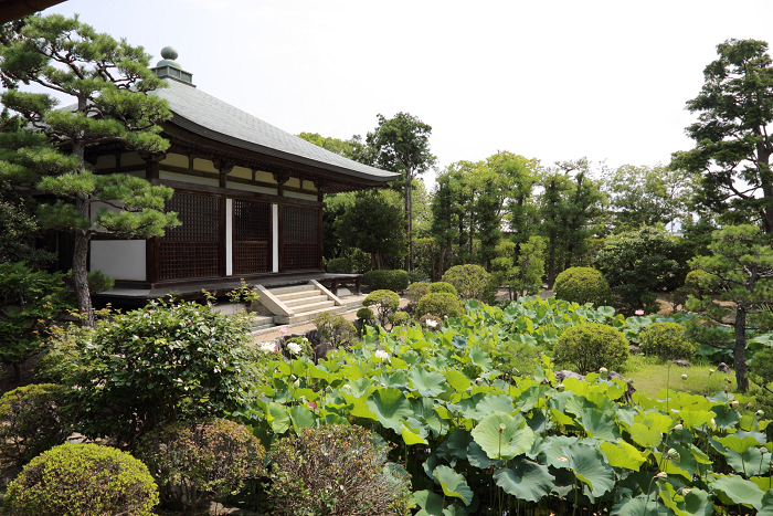 奈良・西ノ京「ロータスロード」 －薬師寺・地蔵院－_b0169330_1865830.jpg