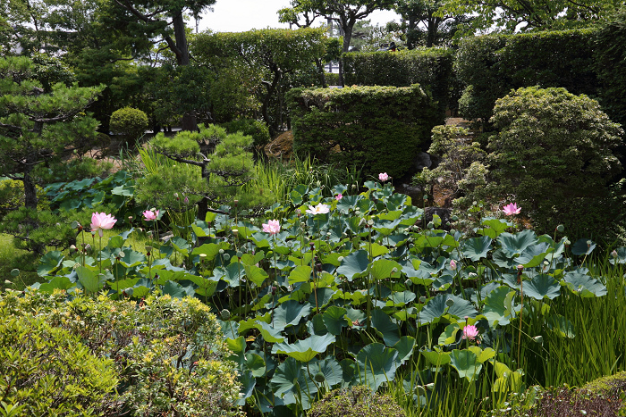 奈良・西ノ京「ロータスロード」 －薬師寺・地蔵院－_b0169330_1871099.jpg