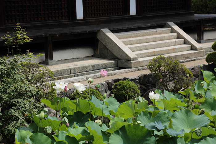 奈良・西ノ京「ロータスロード」 －薬師寺・地蔵院－_b0169330_1871940.jpg