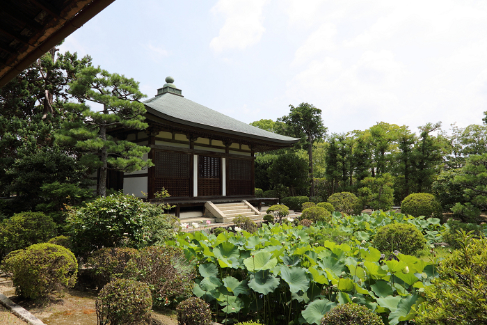奈良・西ノ京「ロータスロード」 －薬師寺・地蔵院－_b0169330_1872549.jpg