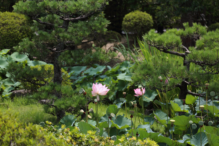 奈良・西ノ京「ロータスロード」 －薬師寺・地蔵院－_b0169330_1874730.jpg