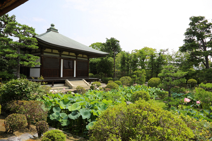 奈良・西ノ京「ロータスロード」 －薬師寺・地蔵院－_b0169330_187521.jpg