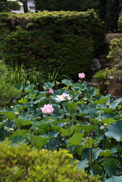 奈良・西ノ京「ロータスロード」 －薬師寺・地蔵院－_b0169330_1875283.jpg