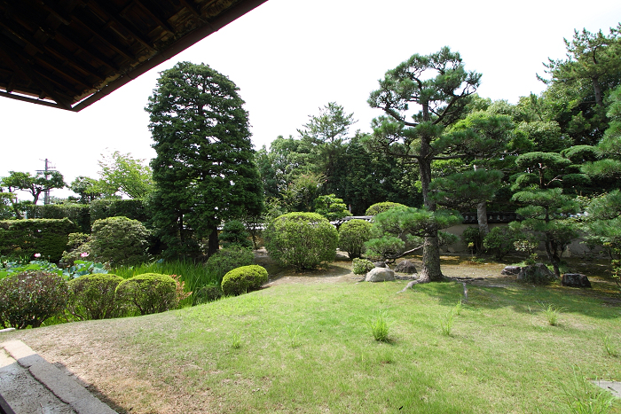 奈良・西ノ京「ロータスロード」 －薬師寺・地蔵院－_b0169330_2344948.jpg