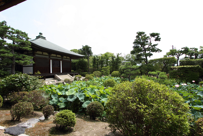 奈良・西ノ京「ロータスロード」 －薬師寺・地蔵院－_b0169330_2345578.jpg