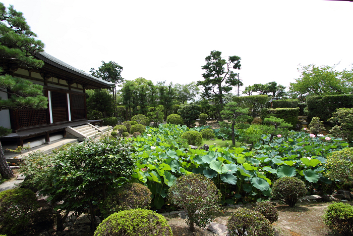 奈良・西ノ京「ロータスロード」 －薬師寺・地蔵院－_b0169330_235095.jpg