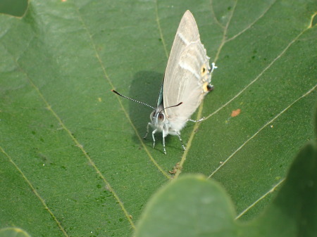 c0353632_20382476.jpg