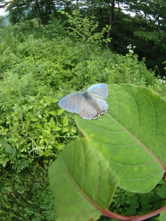 c0353632_20462995.jpg