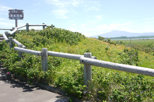 網走の原生花園へ・・・キタキツネが・・・・・_a0123133_5122896.jpg