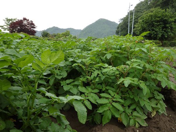 まめつぶ農園2016 Vol.8黒豆・青平豆が発芽!_b0206037_09244213.jpg
