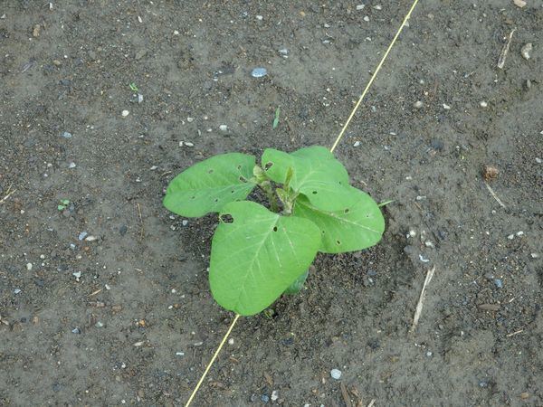 まめつぶ農園2016 Vol.8黒豆・青平豆が発芽!_b0206037_09261397.jpg