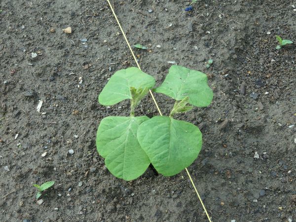 まめつぶ農園2016 Vol.8黒豆・青平豆が発芽!_b0206037_09261523.jpg