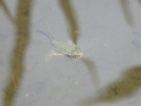 まめつぶ農園2016 Vol.8黒豆・青平豆が発芽!_b0206037_09401302.jpg