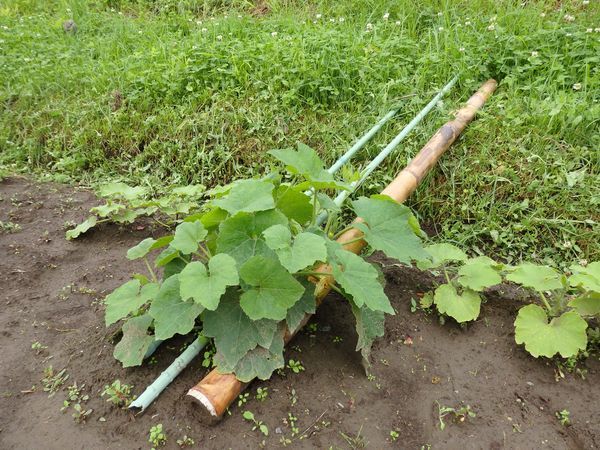 まめつぶ農園2016 Vol.8黒豆・青平豆が発芽!_b0206037_09402563.jpg