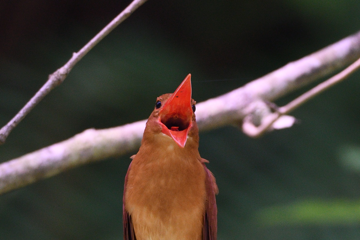アカショウビンの口の中 鳥 撮り トリミング